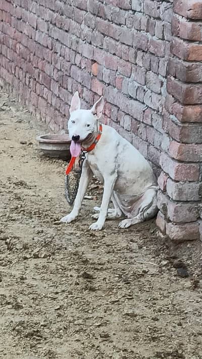 vaccinated pure gultair female exchange possible with  gultair male