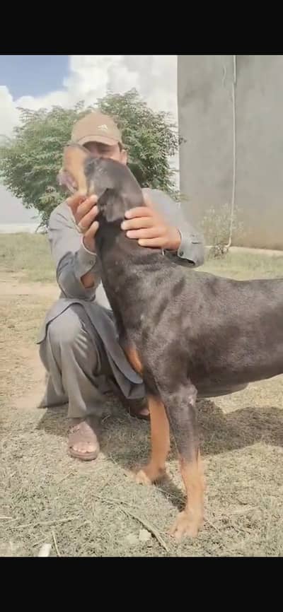 European Doberman dog