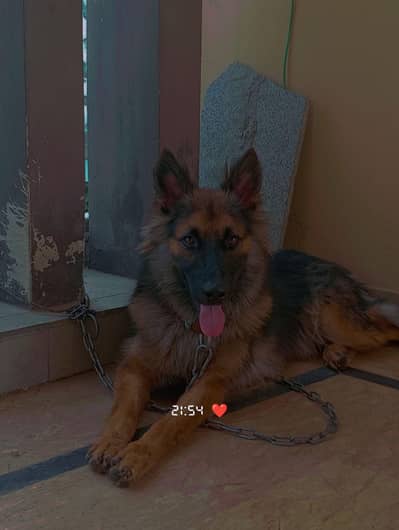 German shepherd for Sale