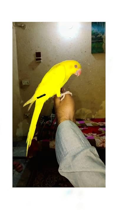 yellow ringneck tamed