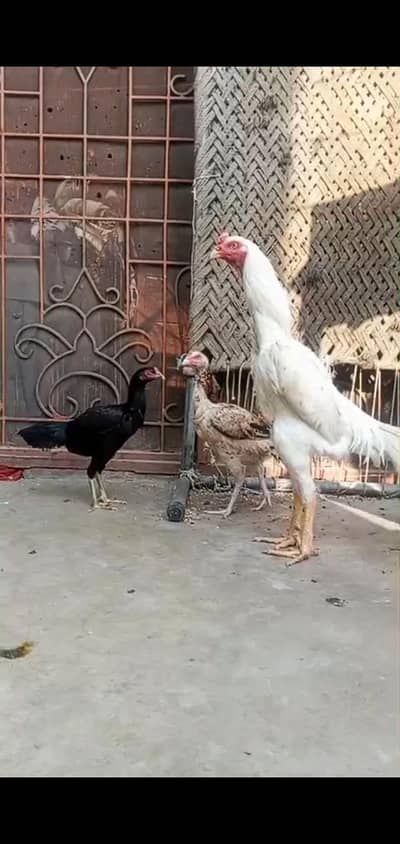 Shamo pathy forsale