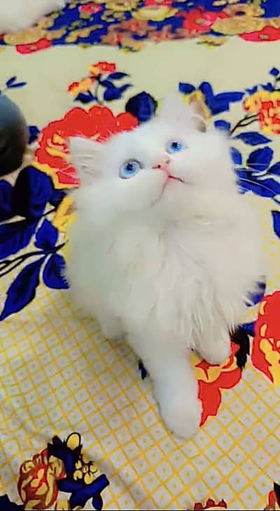Persian Cat