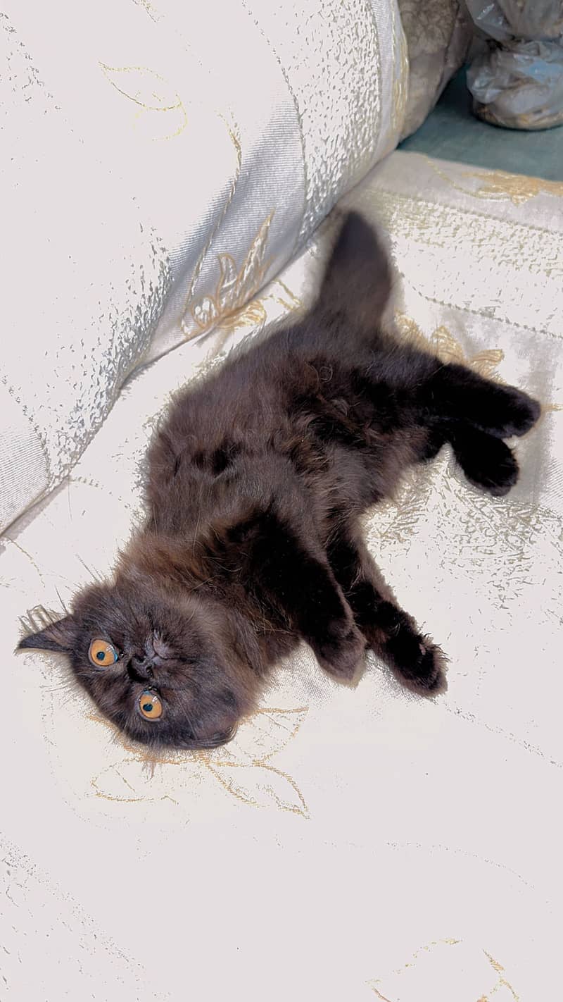 Persian Cat 1
