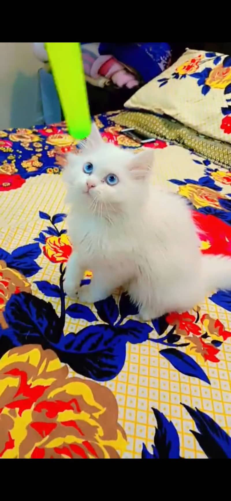 Persian Cat 2