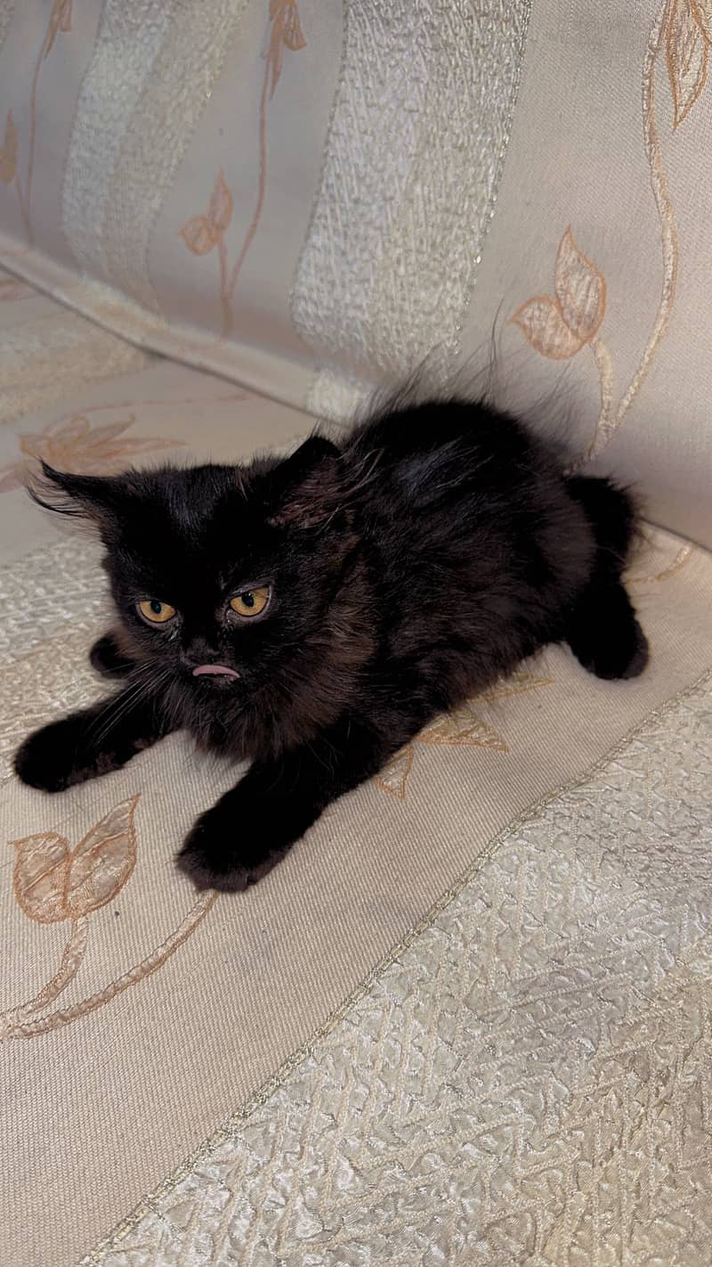 Persian Cat 3