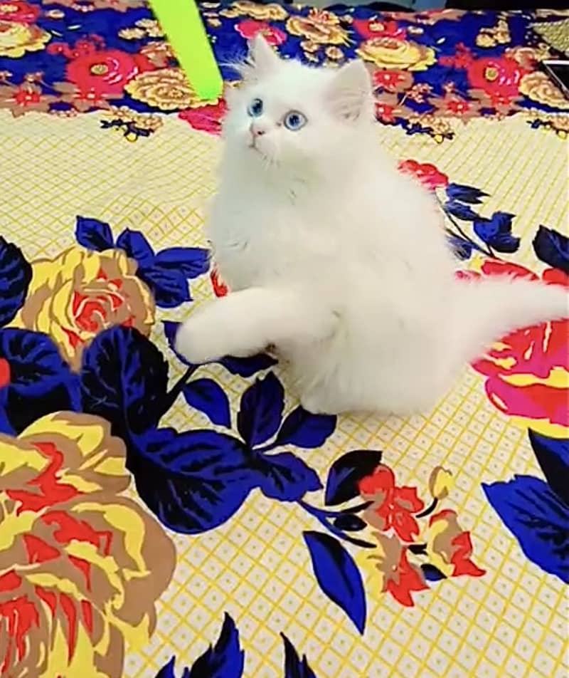 Persian Cat 4