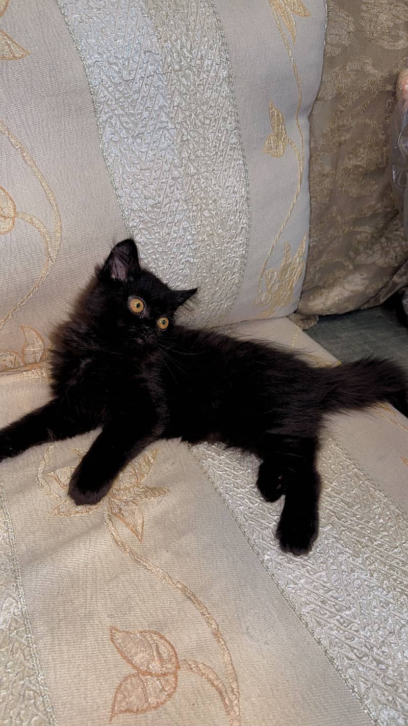 Persian Cat 5