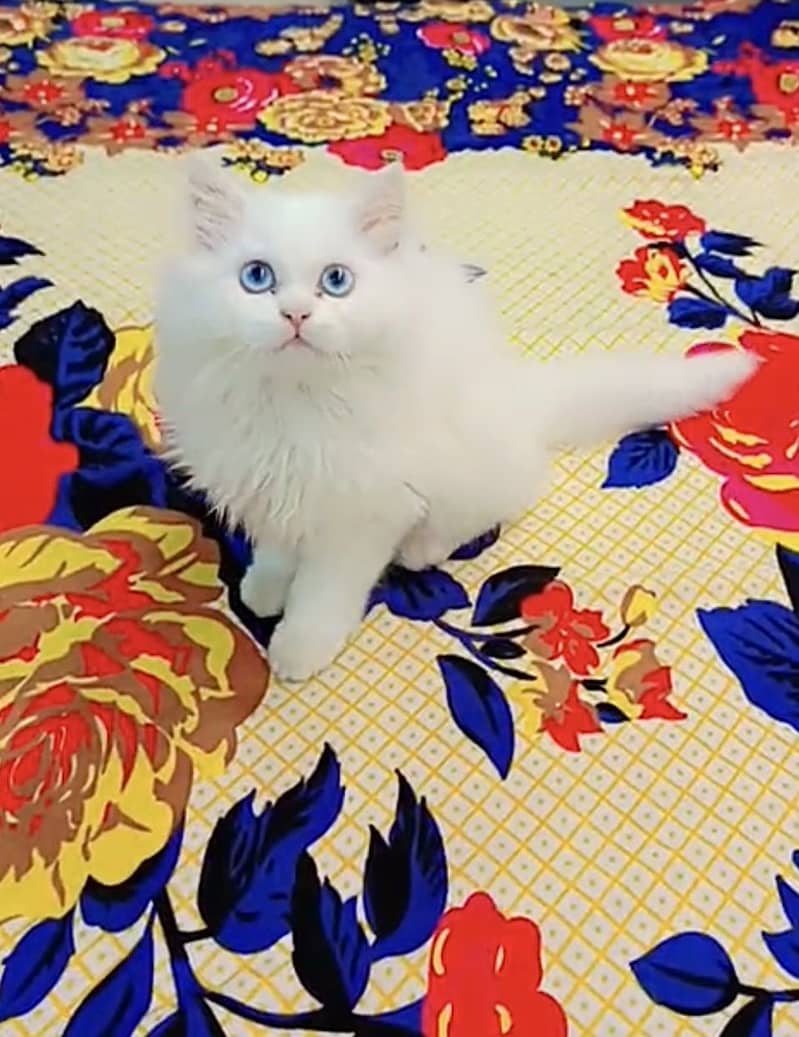 Persian Cat 6