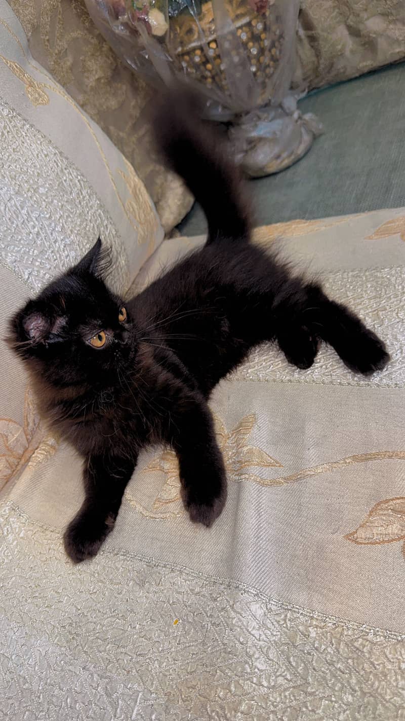 Persian Cat 7