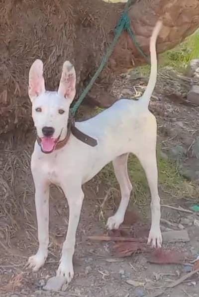 pure kuhati gultair female dubble body best security guard dog