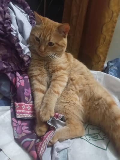 Cute Persian Cat for Sale – Healthy & Playful