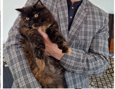 Persian punch face cat available for sale