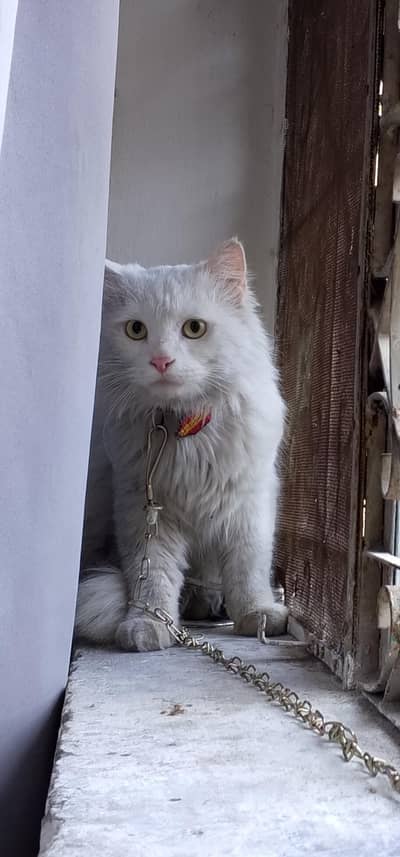 male cat Persian