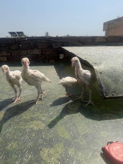 paper white choza for sale.      3500 per choza