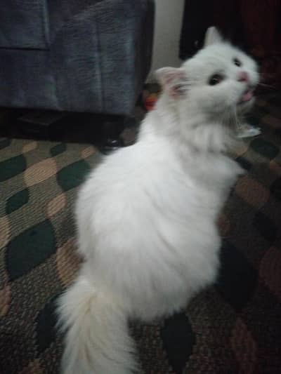 for sale