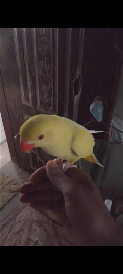 yellow ringneck