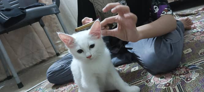 white kitten for sale
