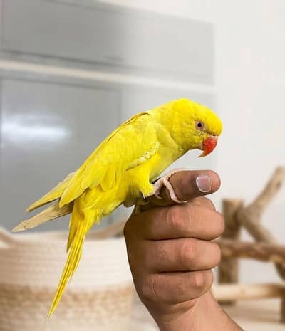 yellow semi tamme talking playful adult female