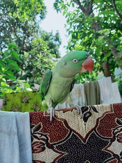 Raw parrot for sale