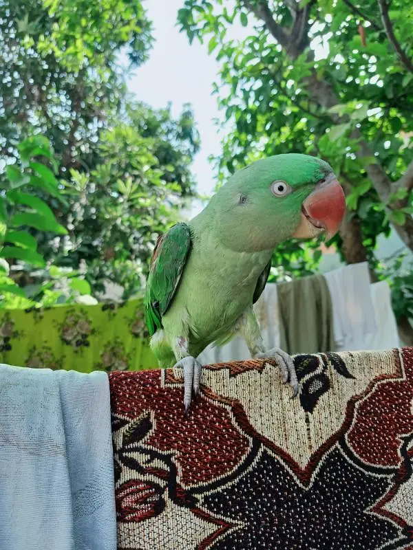 Raw parrot for sale — photo 2