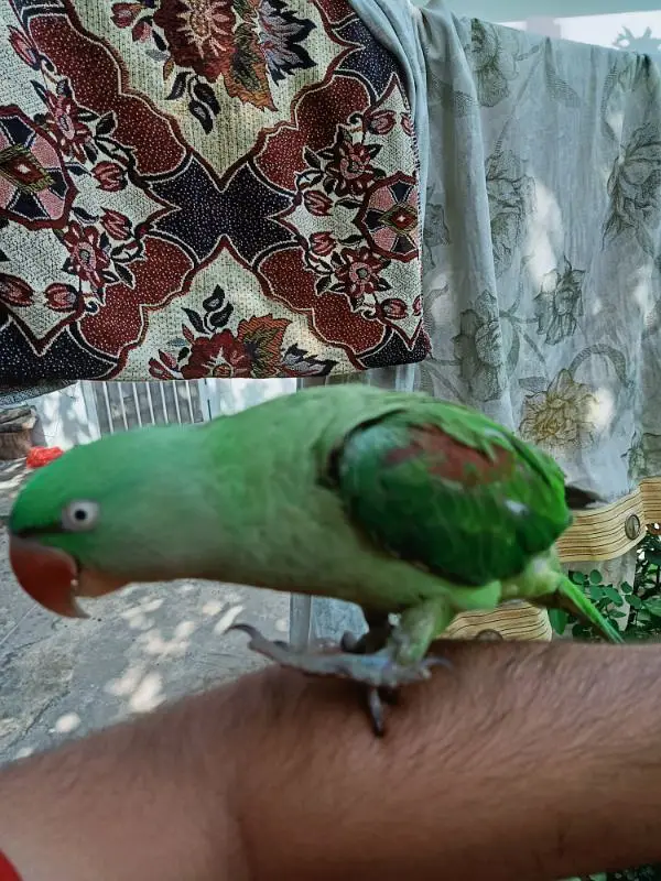 Raw parrot for sale — photo 3