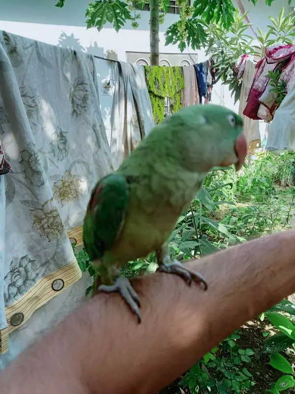 Raw parrot for sale — photo 4