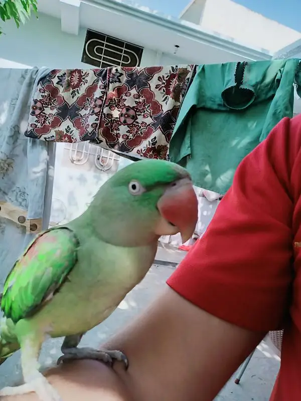 Raw parrot for sale — photo 5