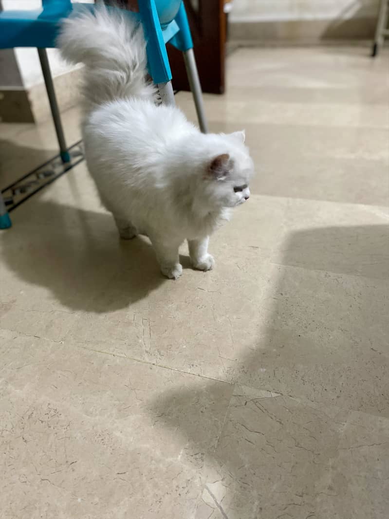 Full active cat 0