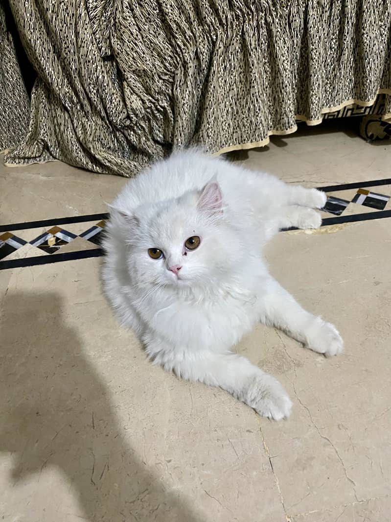 Full active cat 1
