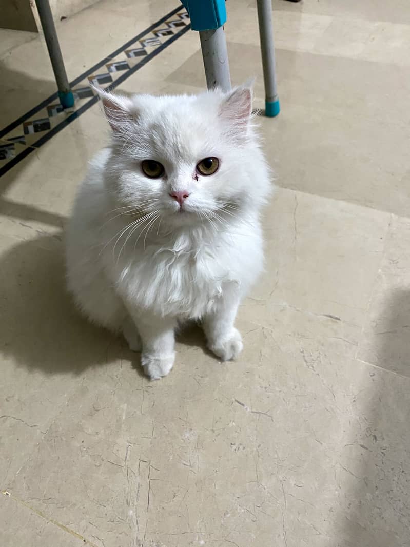 Full active cat 2