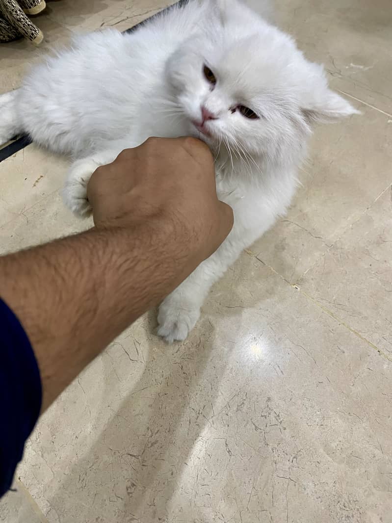 Full active cat 3