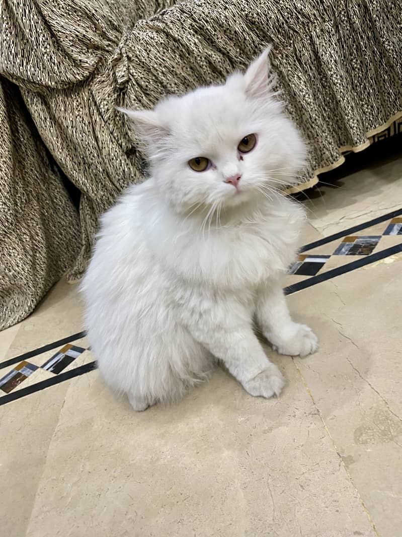 Full active cat 4