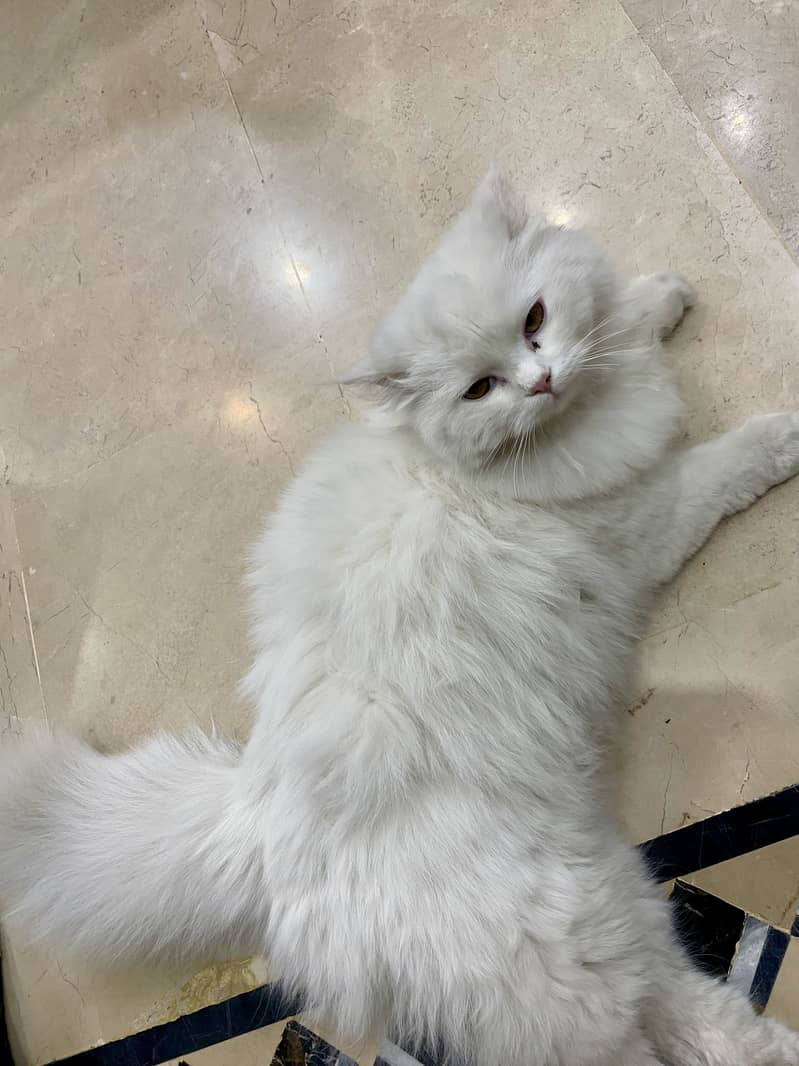 Full active cat 5