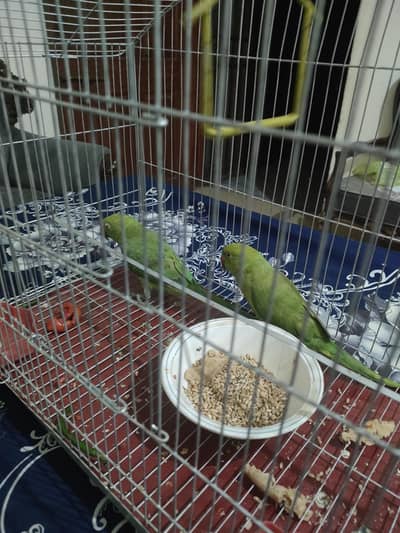 ringneck pathe