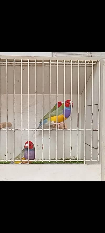 Gouldian dilute males and Banglies finches foster pairs