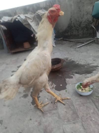 Pure Aseel Shamo Pair For Sale
