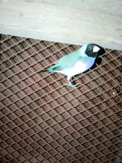 Exotic Finches available
