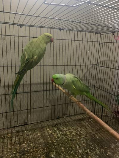 breeder pair for sale