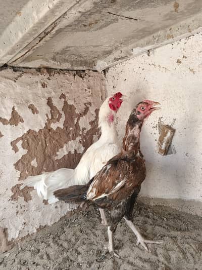 Aseel murgha for sale