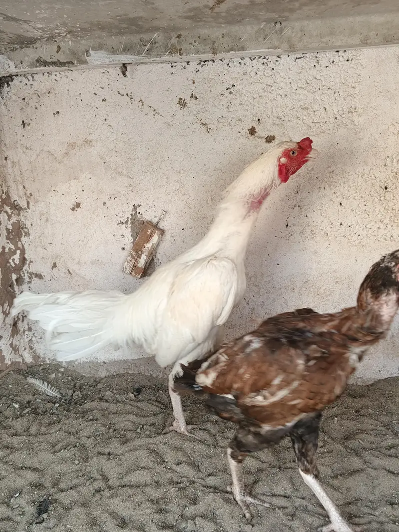 Aseel murgha for sale — photo 2