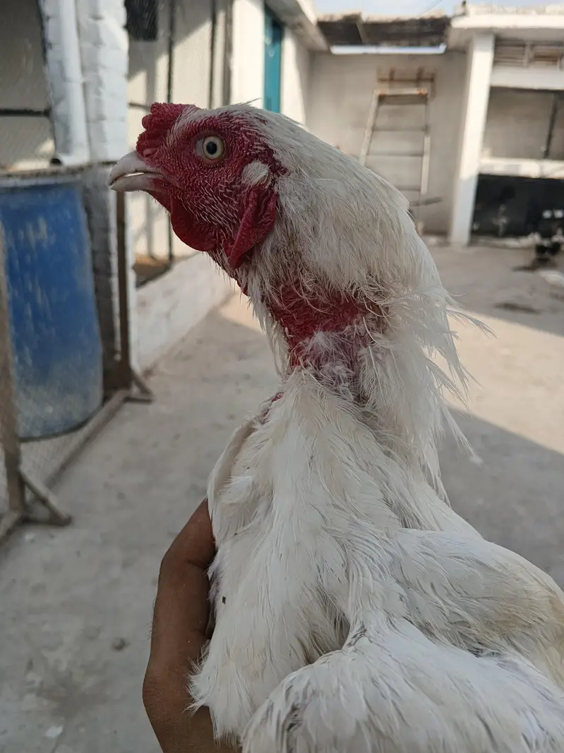 Aseel murgha for sale — photo 4