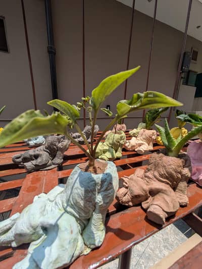 elephants planters