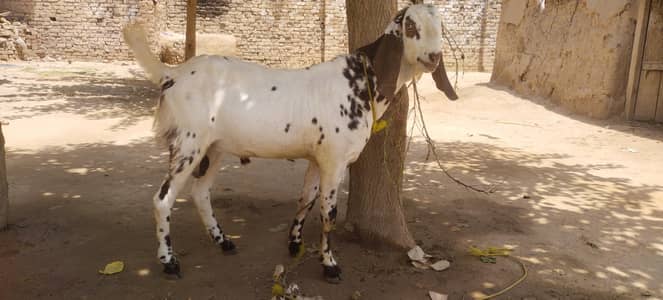 Bakra