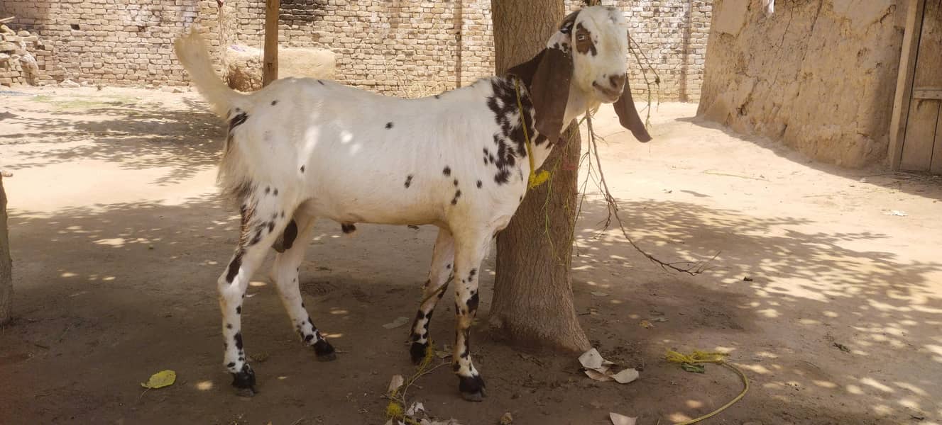 Bakra 0