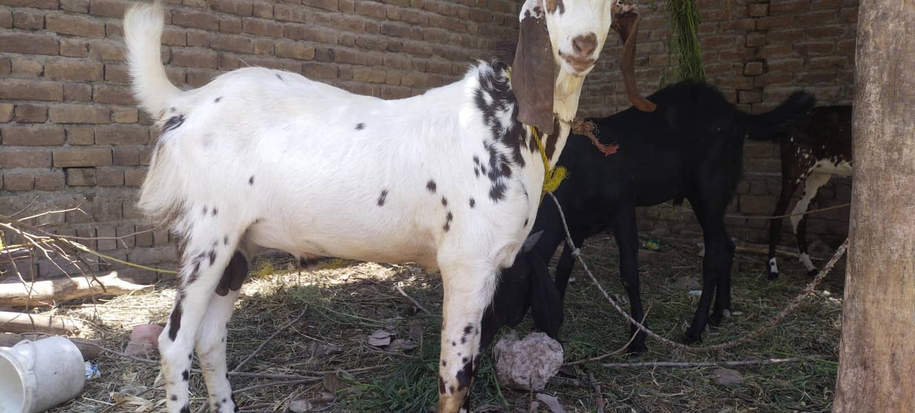 Bakra 1