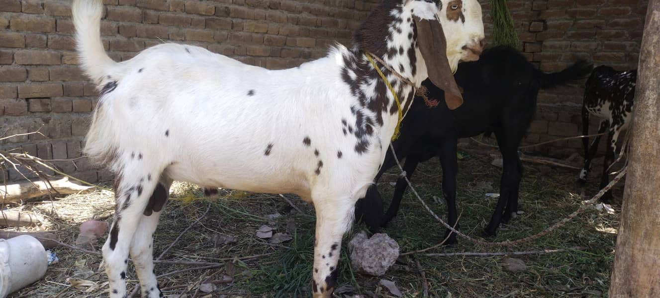 Bakra 2