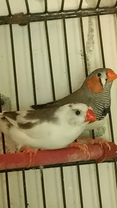 Male Common Zebra Finch for sale