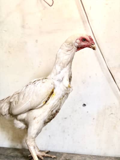 White shamo female