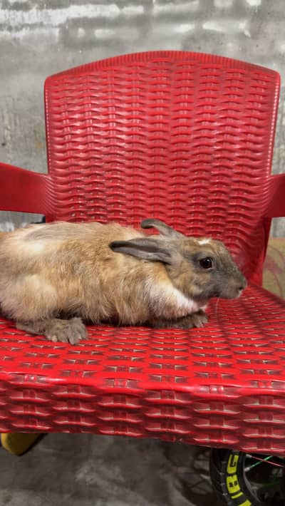 Angura Rabbit Pair