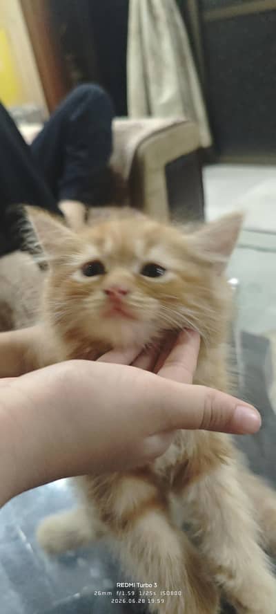 persian kitten for sale